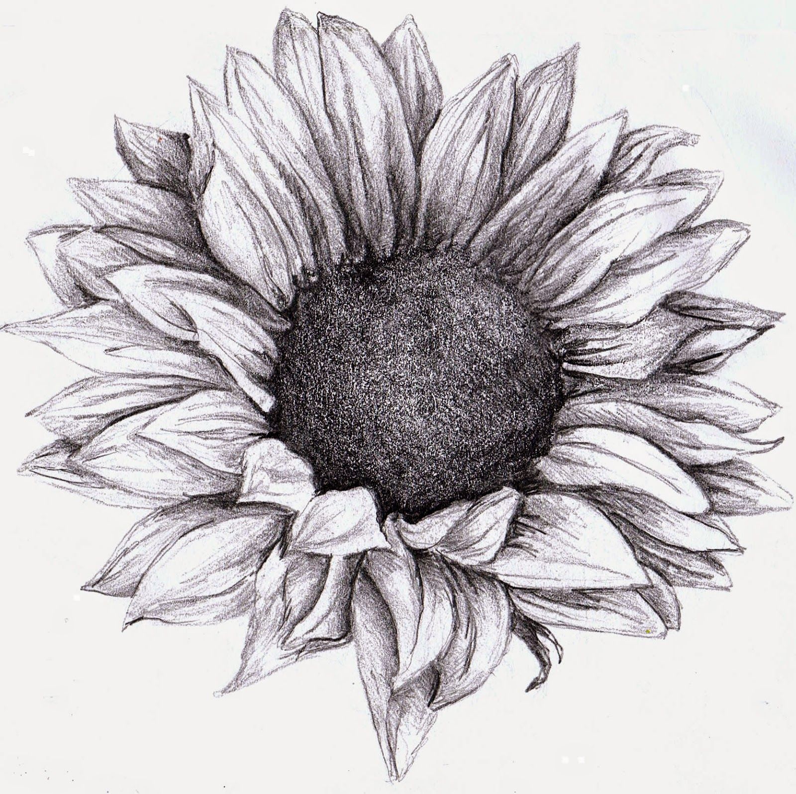 JUST A SUNFLOWER Drawing by Nives Palmic | Saatchi Art