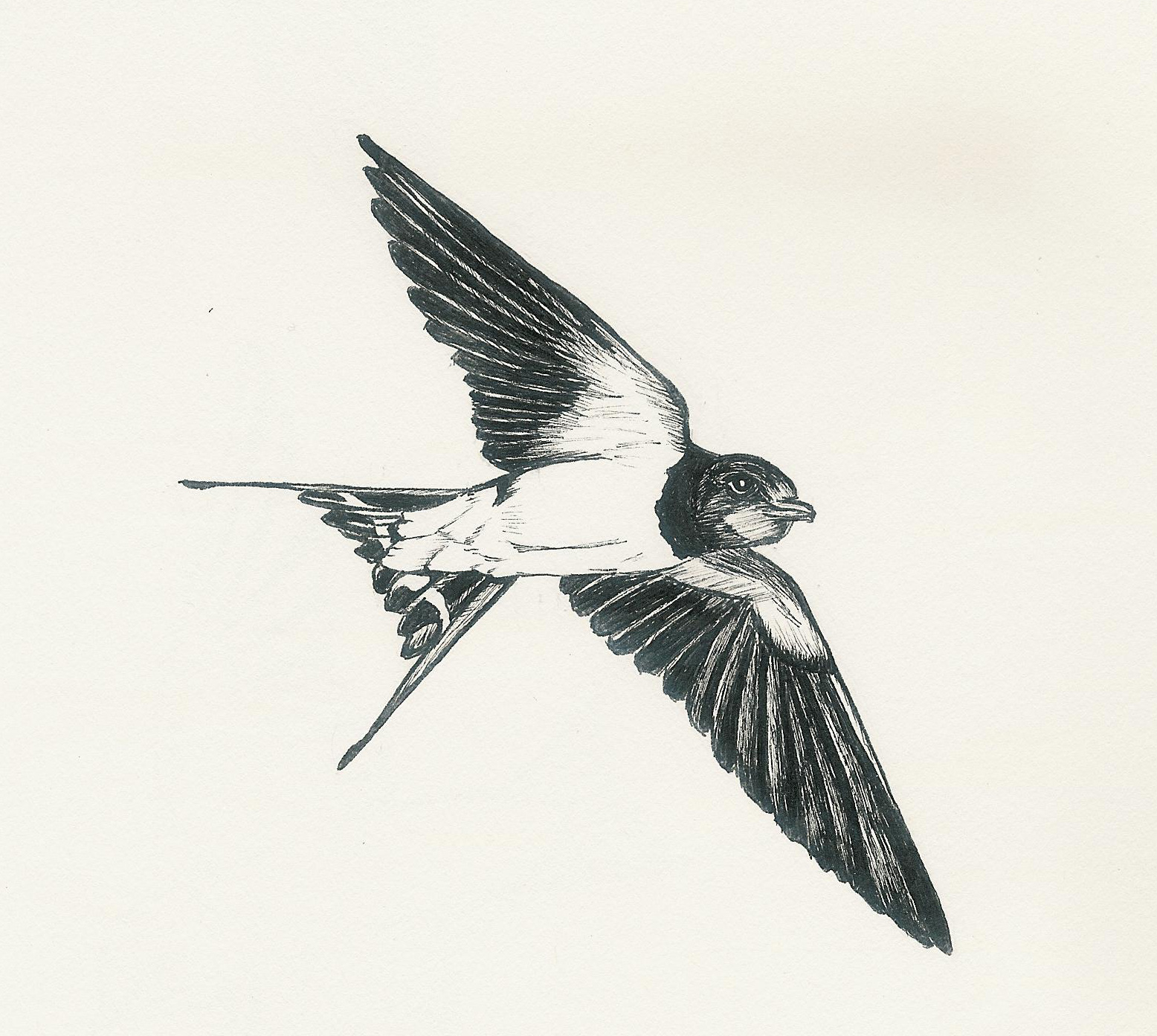 Swallow Art Drawing