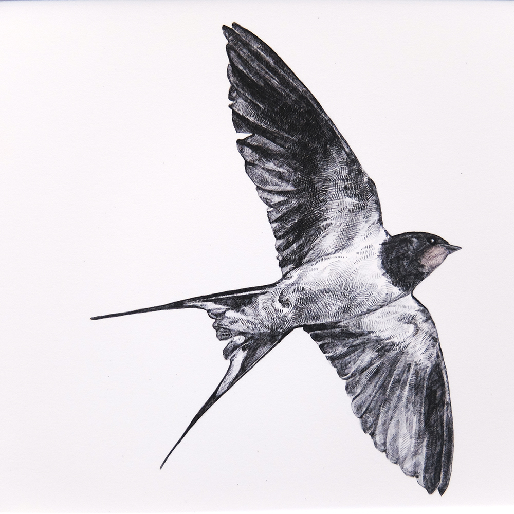 Swallow Drawing High-Quality
