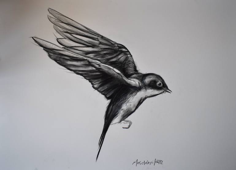 Swallow Drawing Photo