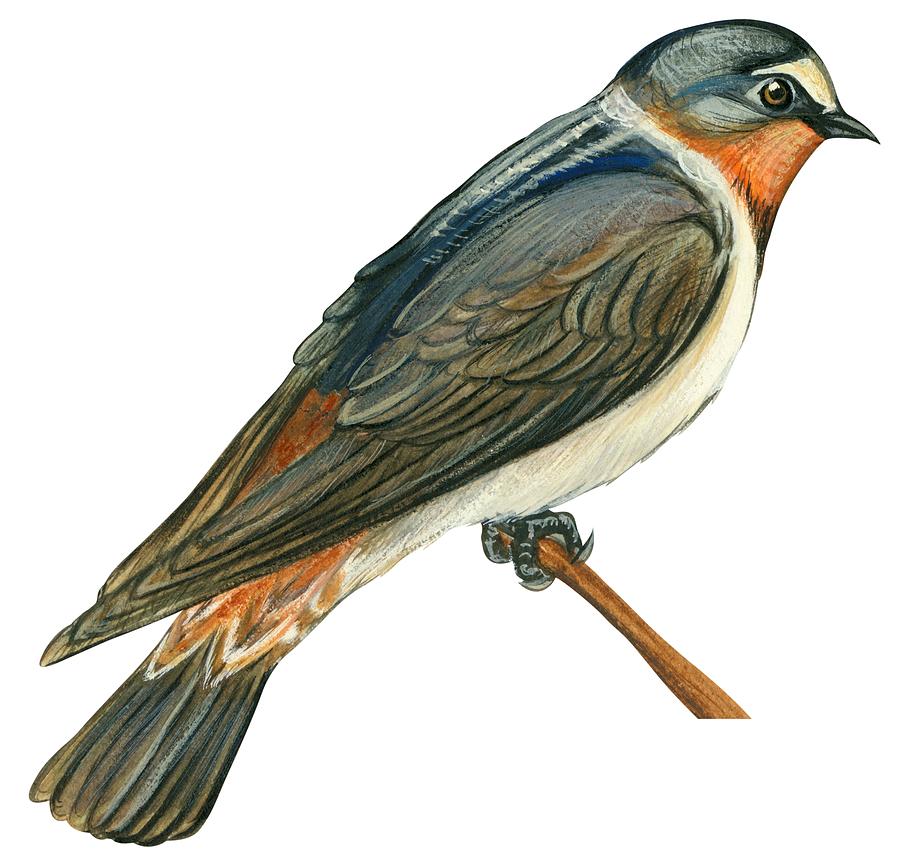 Swallow Drawing Pic