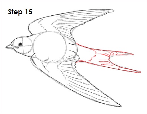 Swallow Drawing Realistic