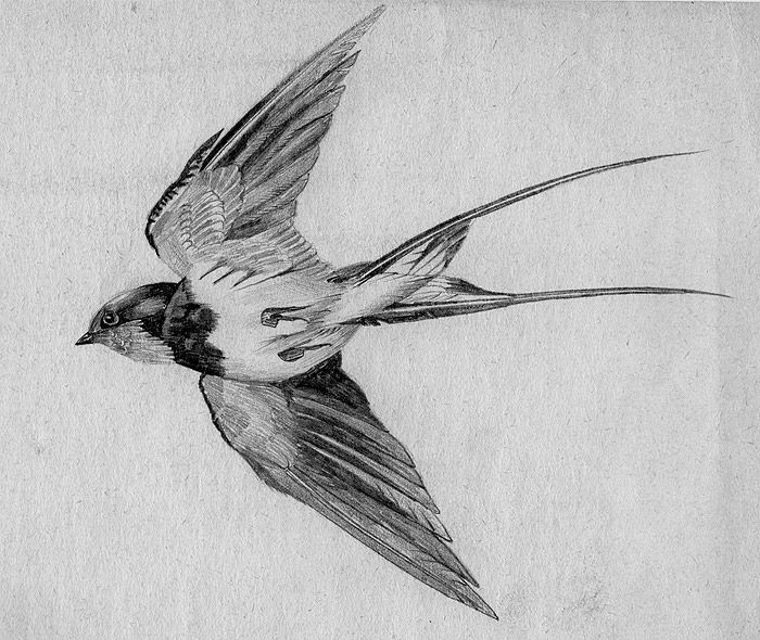 Swallow Drawing Sketch