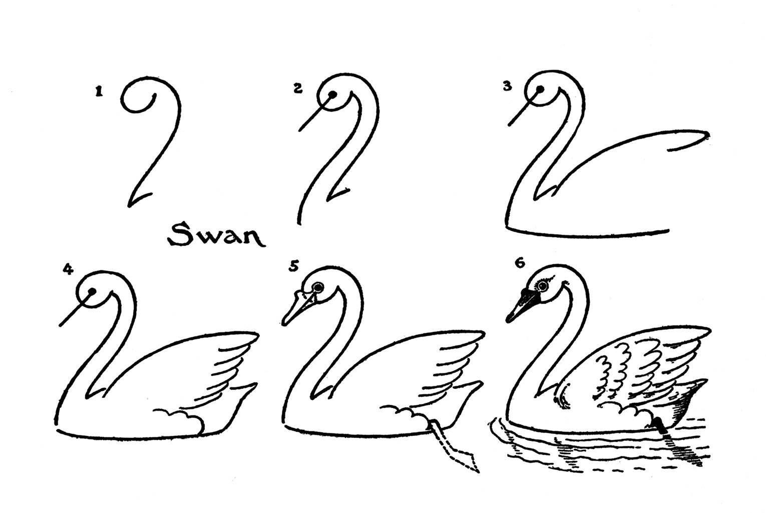 Swan Drawing Pics