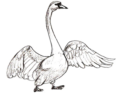 Swan Drawing Picture