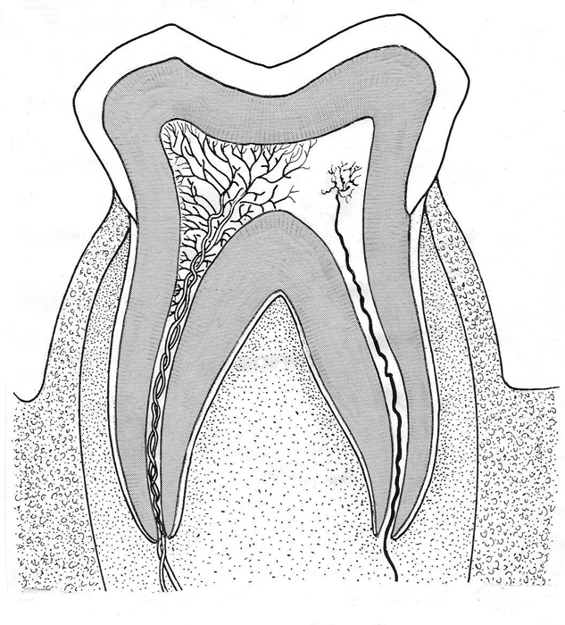 Teeth Drawing Images