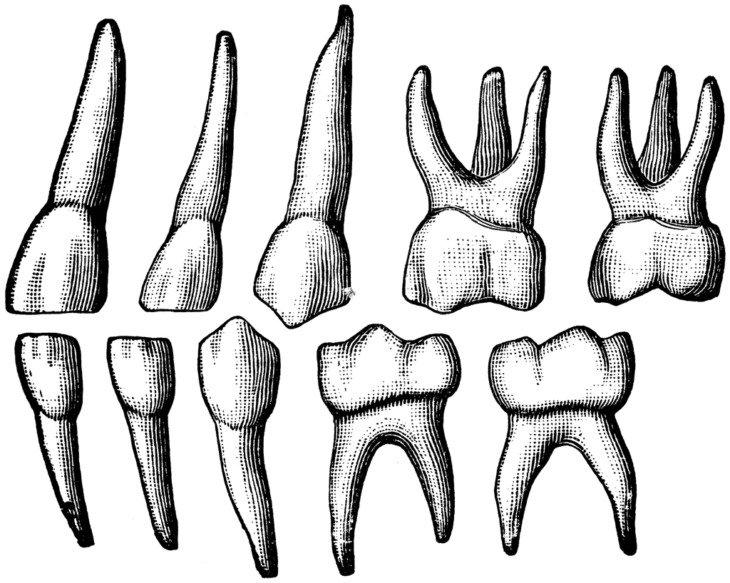 Teeth Drawing Pic