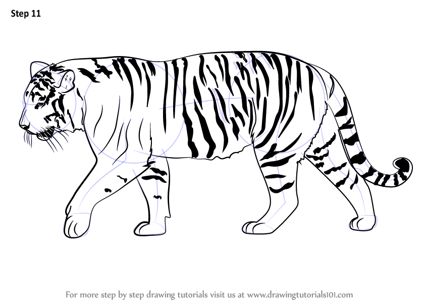 Tiger Drawing Beautiful Image