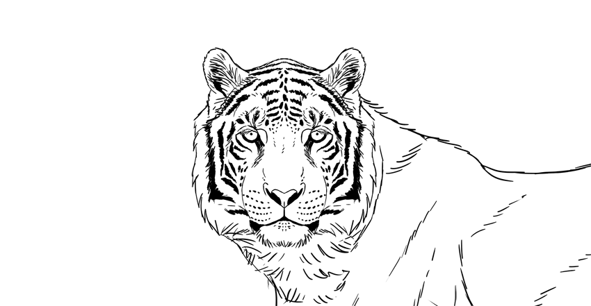 Tiger Drawing Best
