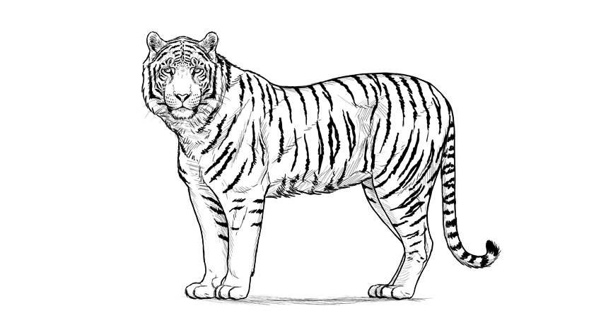 Tiger Drawing High-Quality