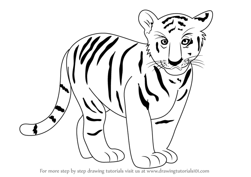 Tiger Drawing Photos