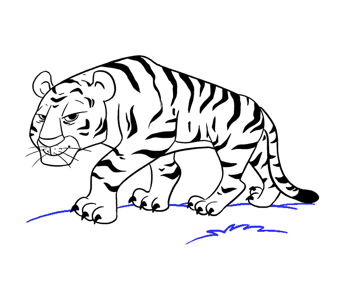 Tiger Drawing Pic