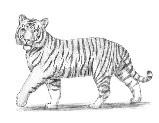 Tiger Drawing Pics