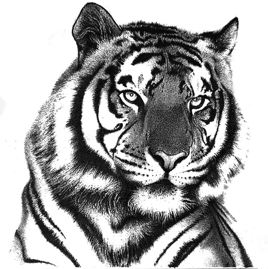 Buy Tiger Drawing PRINT Online in India - Etsy