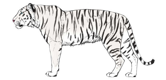Tiger Drawing Realistic