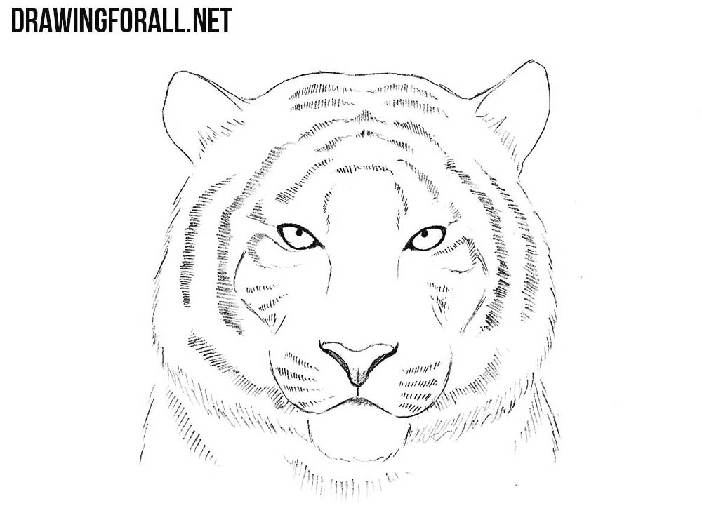 Tiger Drawing Sketch