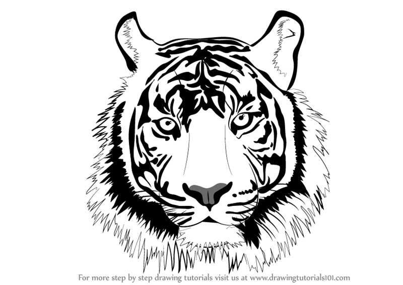 Tiger Face Drawing Art