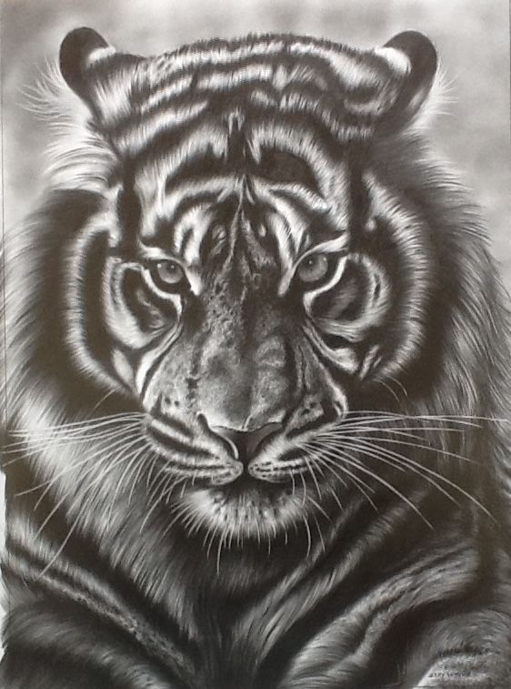 Tiger Face Drawing Image