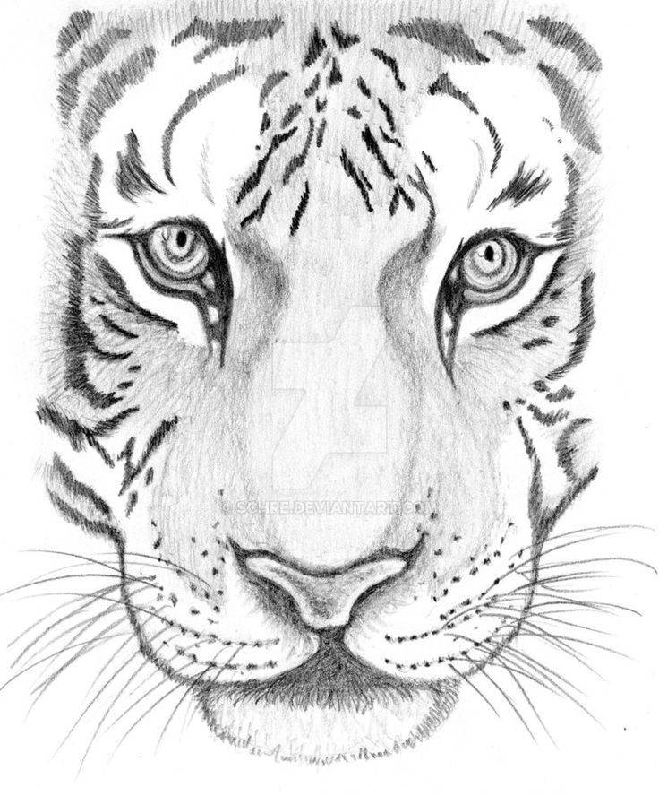 Tiger Face Drawing Pics