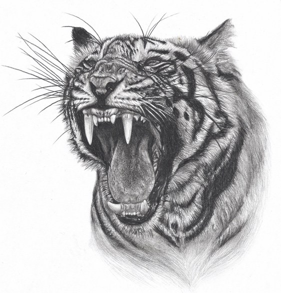 Tiger Face Drawing Picture