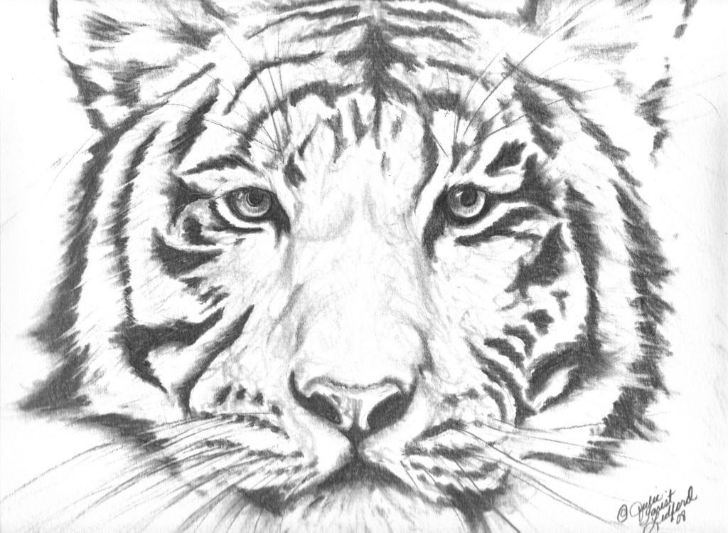 Tiger Face Drawing