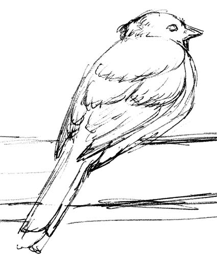 Towhee Art Drawing