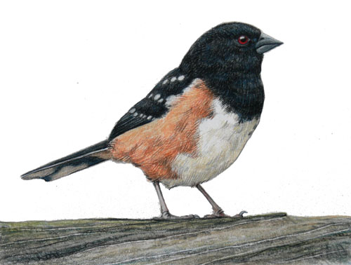 Towhee Drawing Amazing