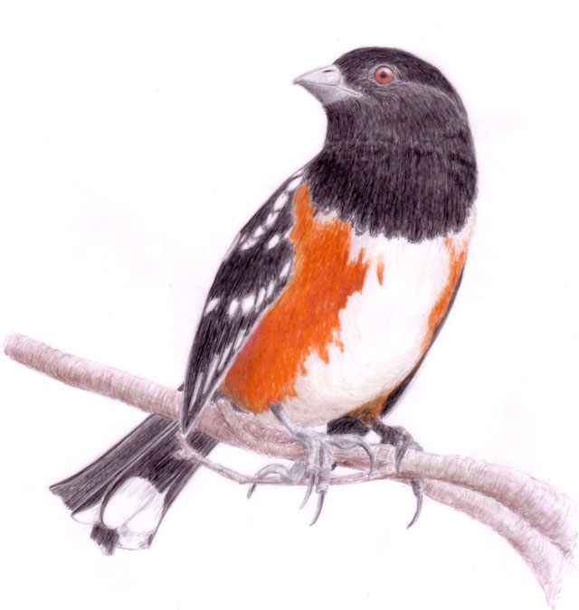 Towhee Drawing Beautiful Image