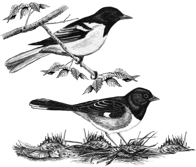 Towhee Drawing High-Quality