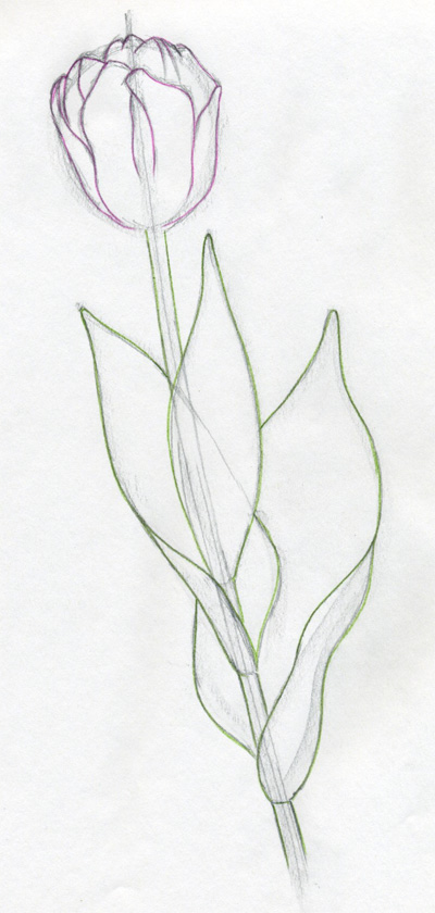 Tulip Art Drawing