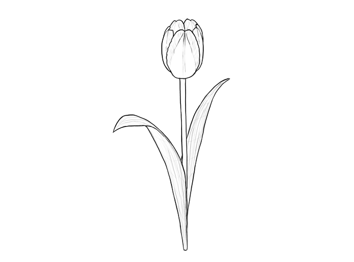 Tulip Drawing Amazing