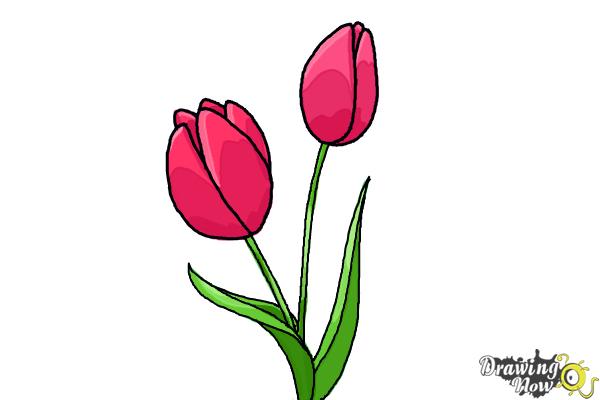 Tulip Drawing Art