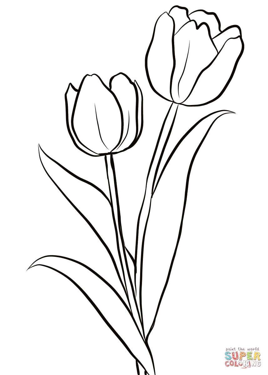 Tulip Drawing Beautiful Art