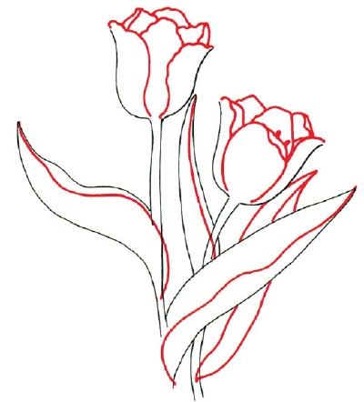 Tulip Drawing Beautiful Image