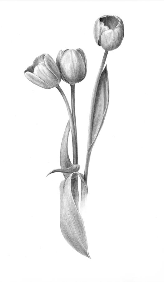 Tulip Drawing Creative Art