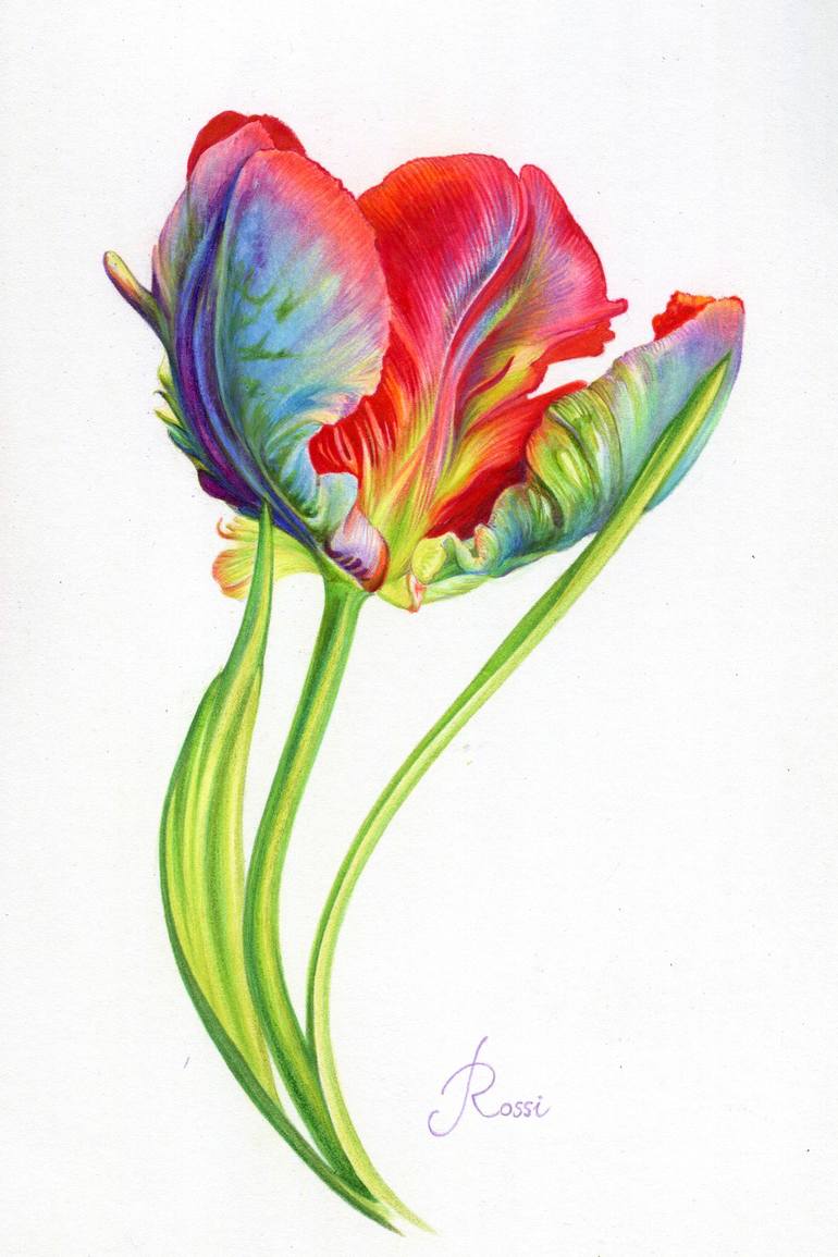 Tulip Drawing Image