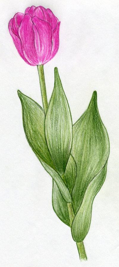 Tulip Drawing Images