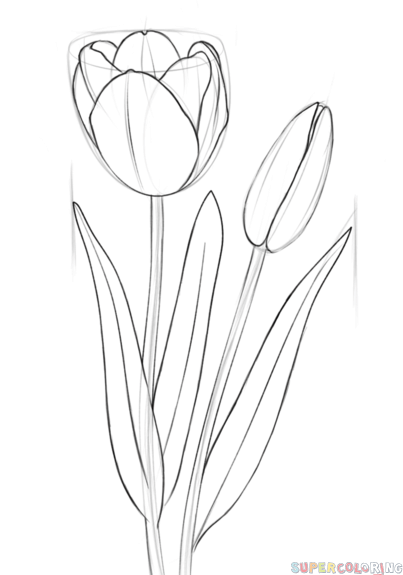 Tulip Drawing Photo