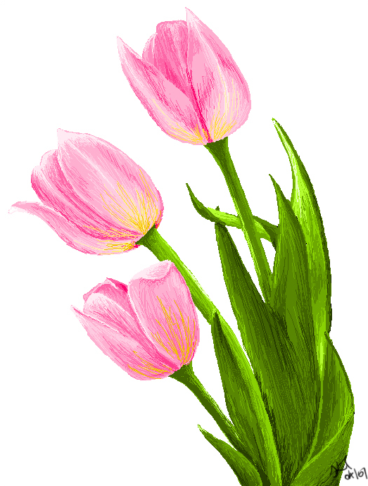 Tulip Drawing Pic