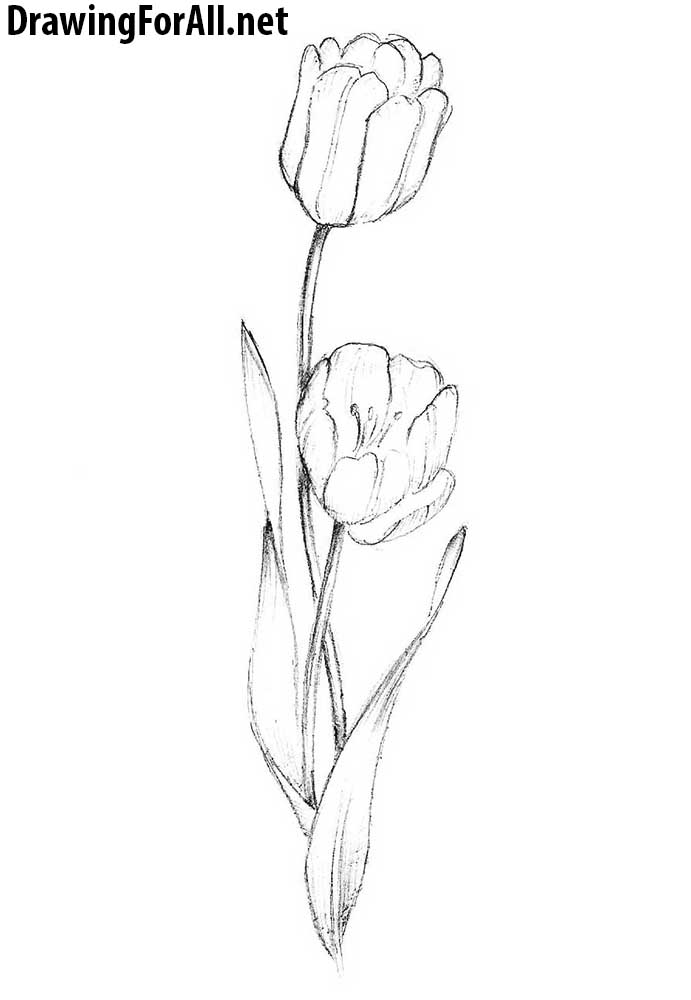 Tulip Drawing Pics