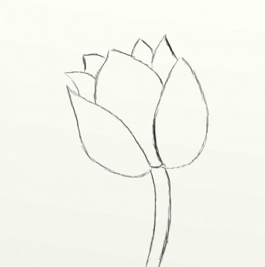 Tulip Drawing Picture