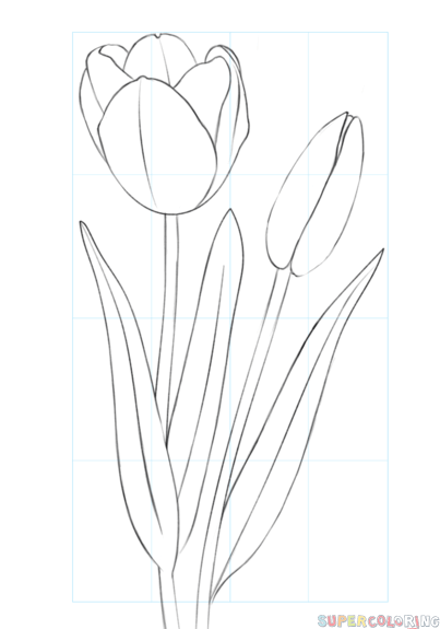 Tulip Drawing Pictures