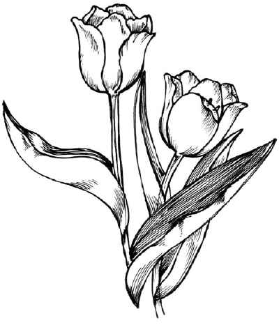 Tulip Drawing Realistic