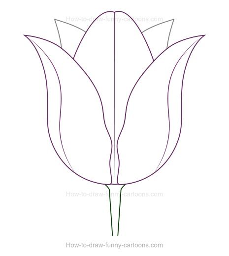 Tulip Drawing Sketch