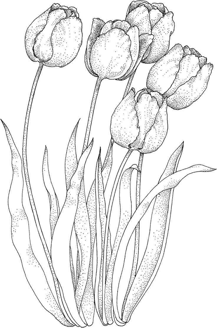 Tulip Drawing