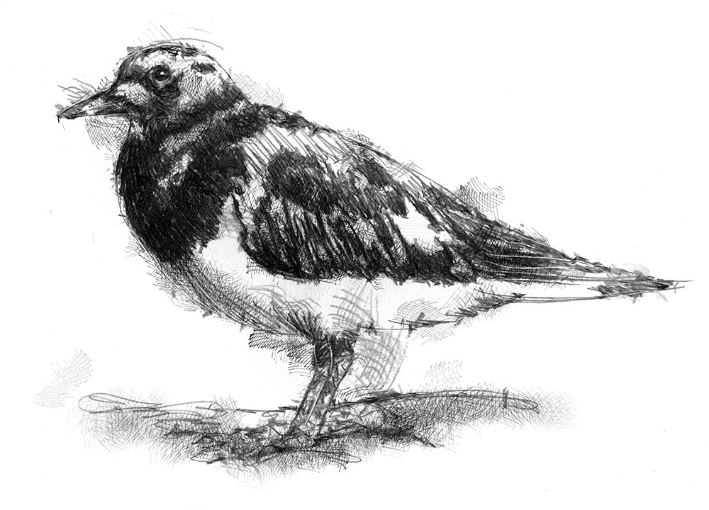 Turnstone Drawing Amazing