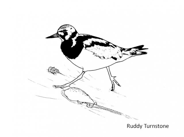 Turnstone Drawing Photo