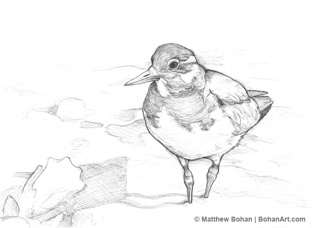 Turnstone Drawing Picture