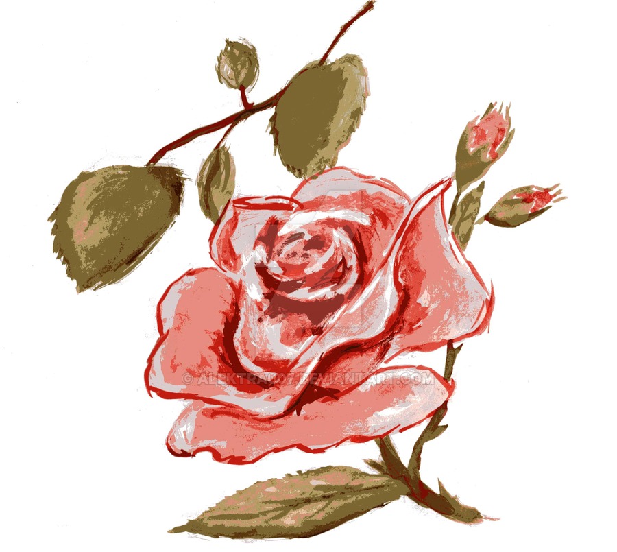 vintage rose sketch