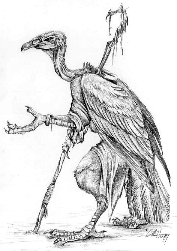 Vulture Beautiful Image Drawing